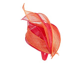 Max Alexander Sinamay Pillbox Fascinator Red & Orange